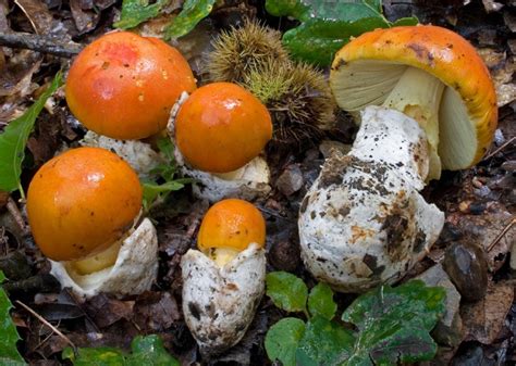 Funghi Amanita caesarea allo stadio di ovolo chiuso