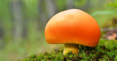 Dettaglio del cappello arancione e delle lamelle gialle dell'Amanita caesarea