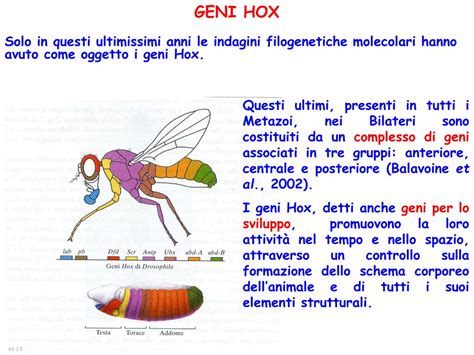 I geni Hox e la regolazione dello sviluppo embrionale nei vertebrati