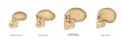 Confronto morfologico tra il cranio dell'Homo sapiens e dell'Uomo di Neanderthal