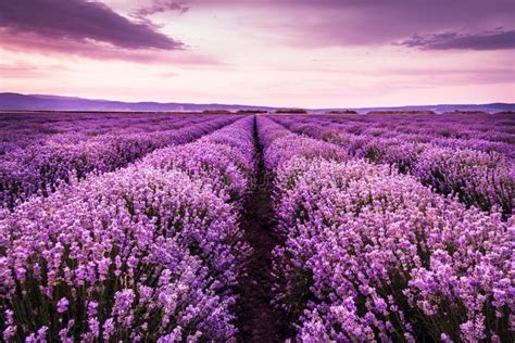 Campo di lavanda in fiore