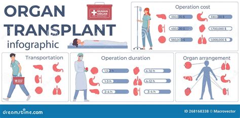 Infografica dettagliata: I passaggi critici nel processo di trapianto d'organo