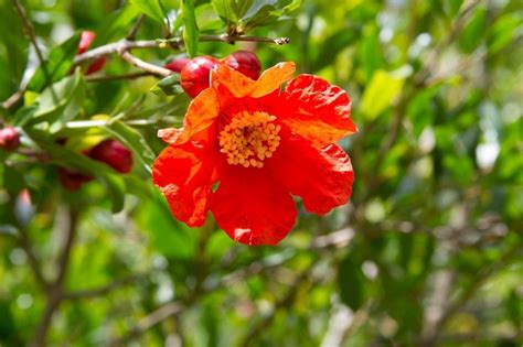 Melograno in fiore