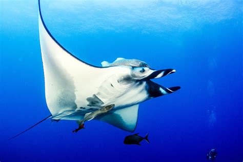Manta ray with its pup swimming