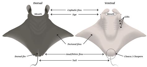 Anatomy of a male manta ray showing claspers