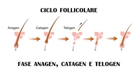Illustrazione del ciclo del capello (fase anagen, catagen, telogen) e come gli ormoni influenzano la durata di ciascuna fase