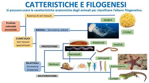 Schema scientifico che illustra l'esogestazione