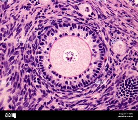 rappresentazione microscopica di un ovocita maturo circondato da cellule del cumulo
