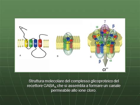 Diagramma molecolare del canale TRP-V1