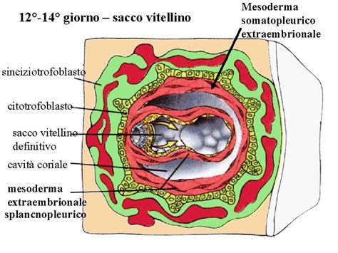 diagramma del sacco vitellino secondario e della cavità celomatica extraembrionale
