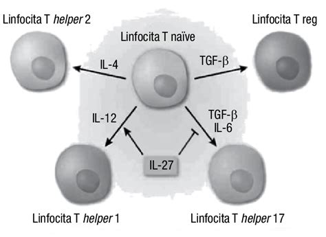 Cellule T regolatorie