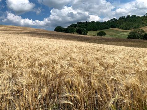 Campi di grano biologico