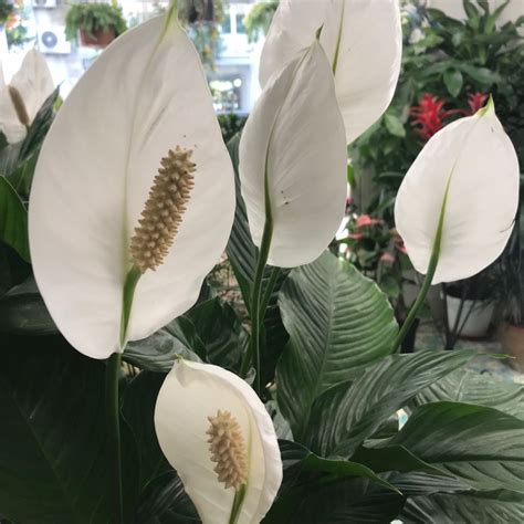 Pianta di Spathiphyllum con fiore bianco