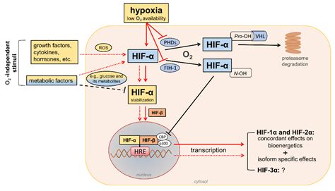 Relazione tra ipossia, HIF-1 e VEGF-A