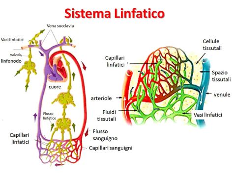 Diagramma dello sviluppo embrionale dei vasi linfatici