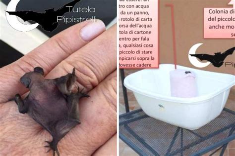 cucciolo di pipistrello in una scatola temporanea