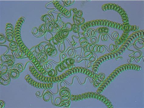 Microscopical view of Spirulina filaments