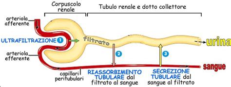 Diagramma del sistema renale e del processo di filtrazione