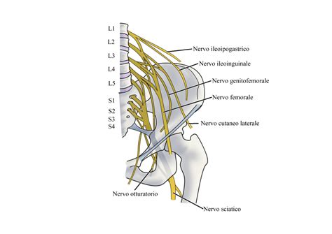 schema grafico della manovra di neurotensione e del test di Wasserman