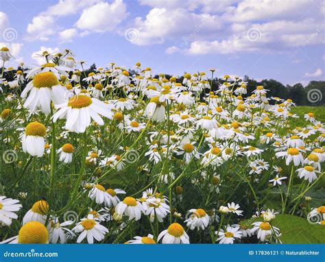Fiori di camomilla in un campo