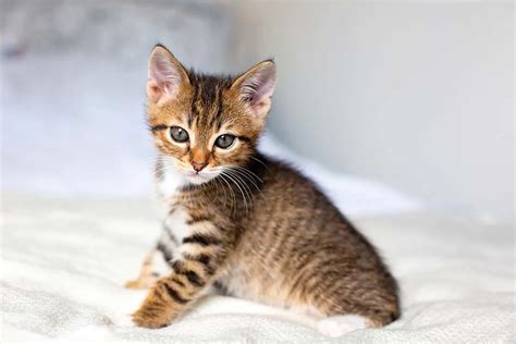 Stimolazione anogenitale gattino