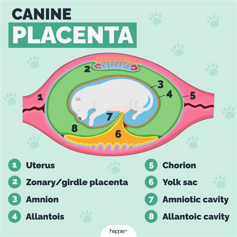 struttura placenta canina