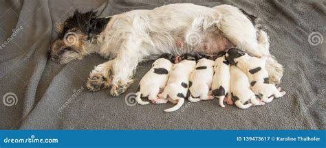 cuccioli neonati