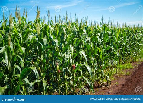 Campo di mais in fase di accrescimento