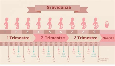 schema grafico che illustra la classificazione delle settimane di gestazione