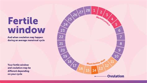 Diagram of the fertile window and ovulation