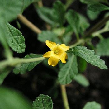 Pianta di damiana (Turnera diffusa) con fiori gialli