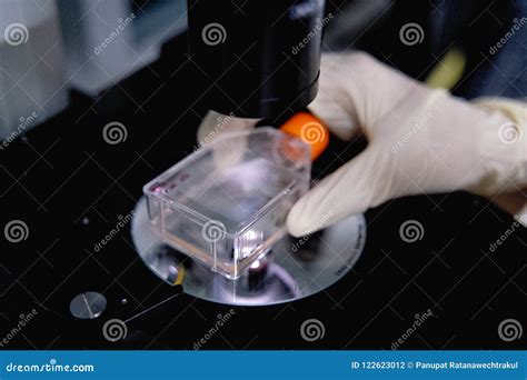 Microscopio con cellule in coltura
