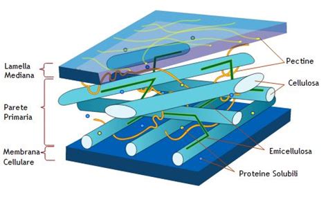 rappresentazione stilizzata dell'azione battericida dell'amoxicillina sulla parete cellulare batterica