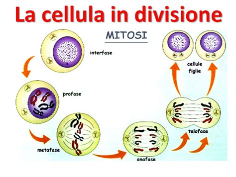 Diagramma che illustra il processo di divisione cellulare e il rischio di errori nella meiosi