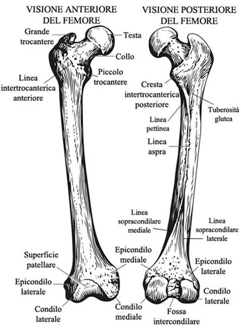Schema anatomico dell'arto inferiore con enfasi sul femore e tibia