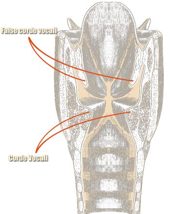 Diagramma delle corde vocali e delle cavità di risonanza umane