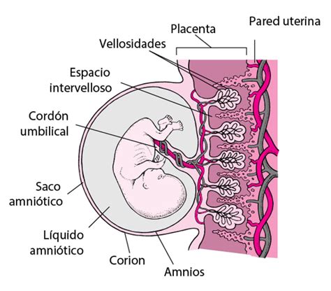 Schema di un feto in utero con liquido amniotico