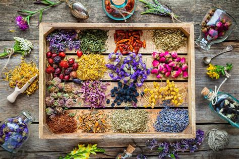 Illustrazione di erbe medicinali usate in veterinaria, come la malva