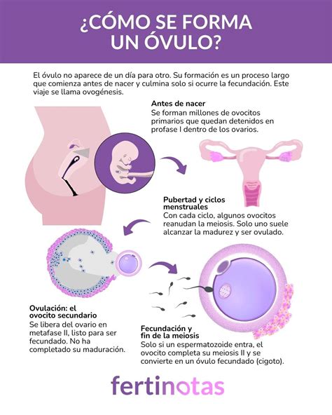 rappresentazione schematica della forma ovoidale di un ovulo vaginale