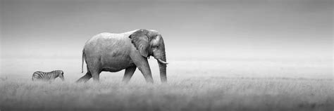 Una galleria di poster con animali in bianco e nero, che mostra diverse specie in uno stile minimalista.