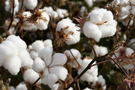 Infografica che mostra i passaggi della filiera del cotone biologico, dalla coltivazione alla tutina finita