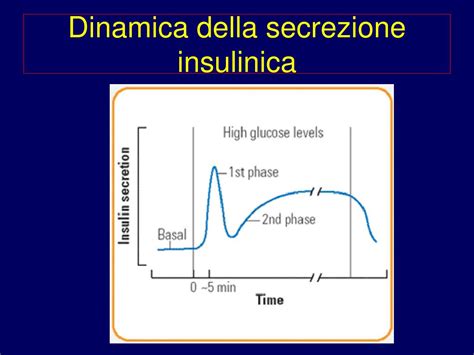 rappresentazione schematica del pancreas neonatale e della secrezione insulinica