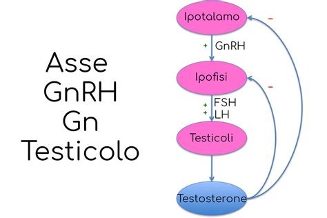 Grafico che illustra l'impatto dell'uso di AAS sulla produzione di testosterone e il potenziale ruolo dell'hCG