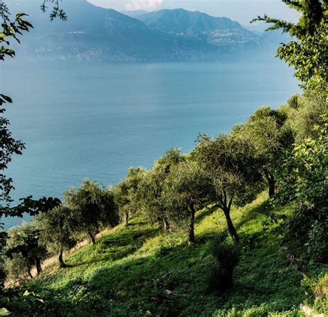 paesaggio tipico di un oliveto secolare affacciato sul mar Mediterraneo