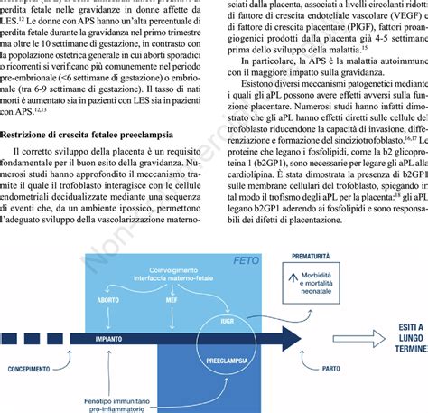 rappresentazione concettuale dell'ambiente fetale e dell'interazione neuroendocrina materna