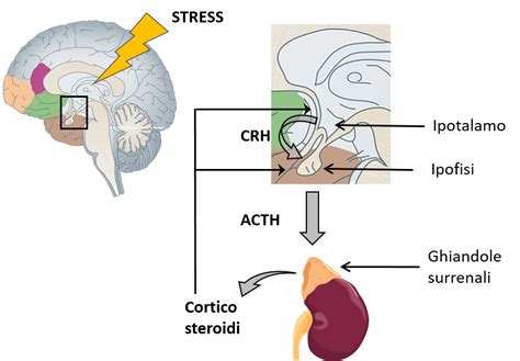 schema dell'asse ipotalamo-ipofisi-surrene e impatto dei mediatori dello stress