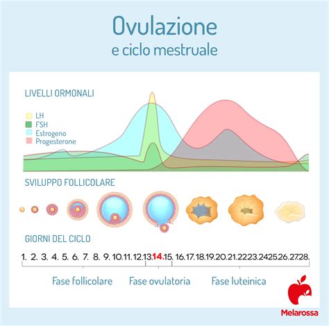Schema che illustra la differenza tra una gravidanza normale e una gravidanza anembrionica (uovo chiaro)