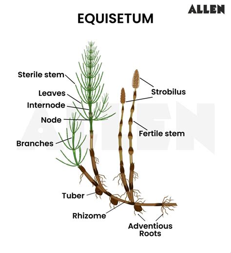 Sezione trasversale del rizoma di Equisetum arvense con tuberificazioni