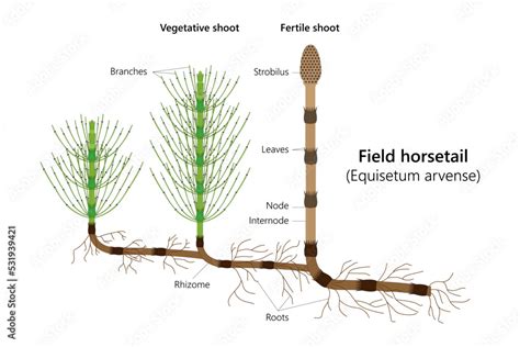 Confronto tra fusto fertile e fusto sterile di Equisetum arvense