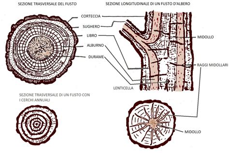 Schema anatomico di una sezione del fusto di Equisetum arvense